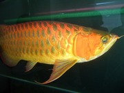Premium Super Red  Arowana and many others for sale, 