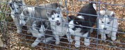 Siberian Husky puppies adoption